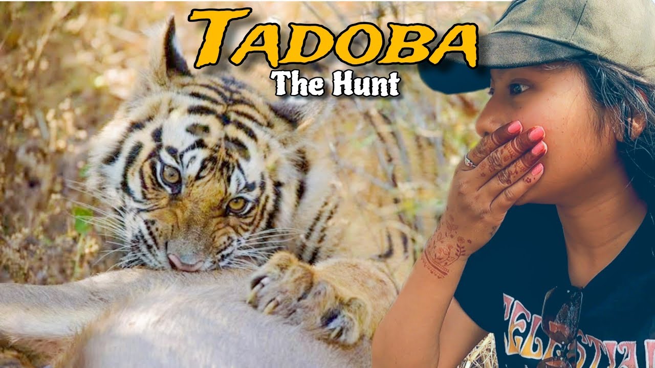 😮🐯सफारीत वाघाने केली समोरच शिकार  | Tadoba Jungle Safari Latest 🐅 | Keslaghat Gate