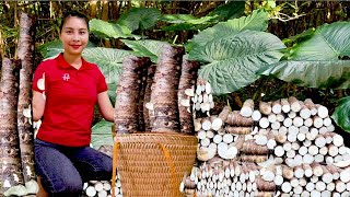 How to harvest wild taro and sell it at the market  Harvesting & cooking| Ly Thi Cam