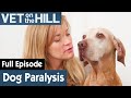 🐶 Dog Has Stopped Responding | FULL EPISODE | S03E02 | Vet On The Hill