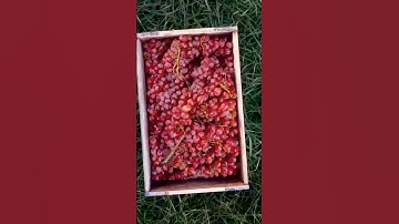 Grape & Arrow: The Infinite Loop Will the arrow hit the grape?#ytshorts #shorts #viral #loop #ai