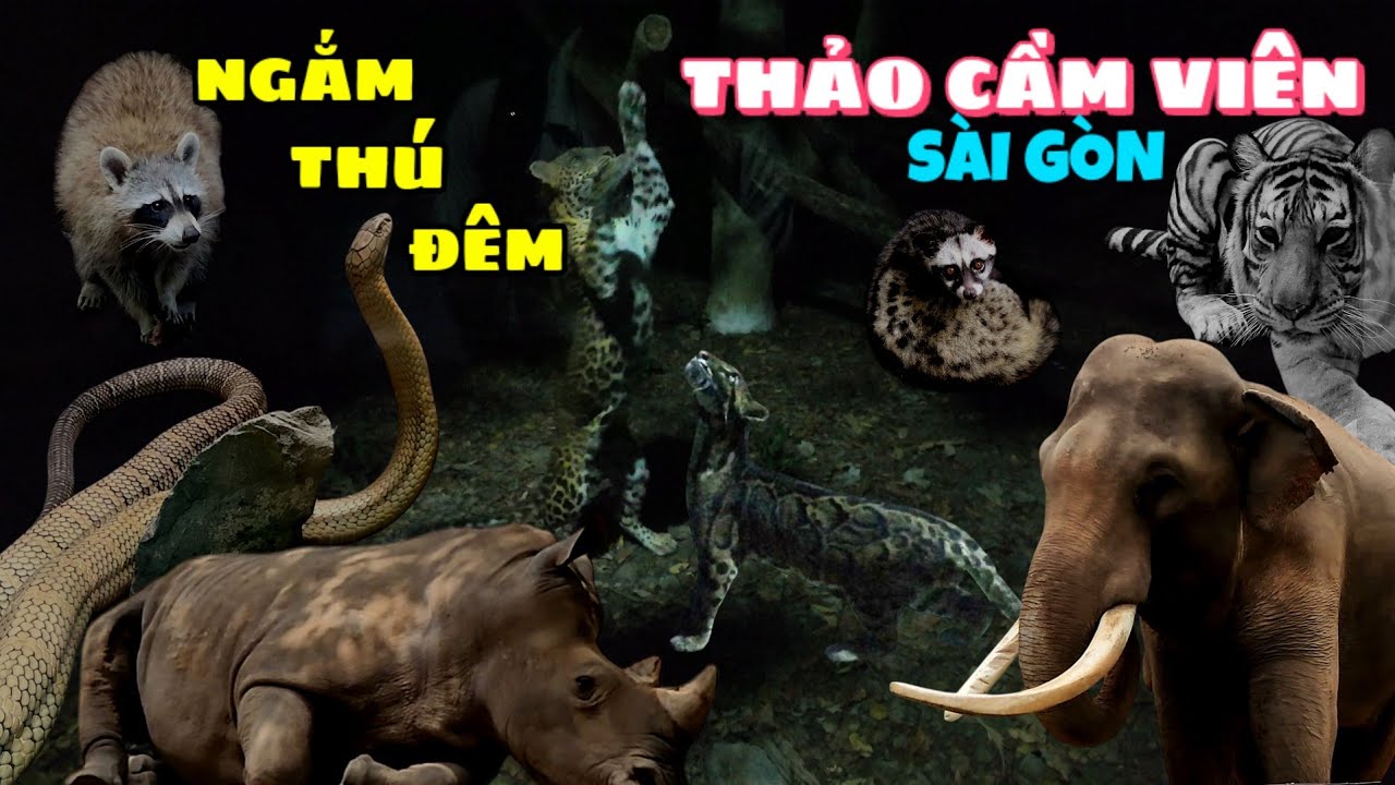 Trải nghiệm tour ngắm thú đêm tại Thảo Cầm Viên Sài Gòn