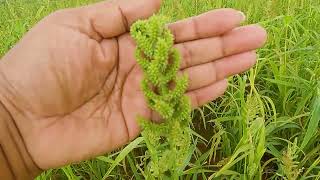 Barnyard millet Udalu ಊದಲು variety