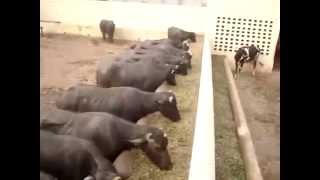 Buffalo Dairy Farm ,Lahore,Pakistan