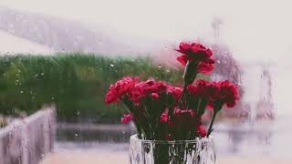 소나기 (Rain) by Miyeon except it's raining outside