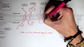 Membrane Proteins I