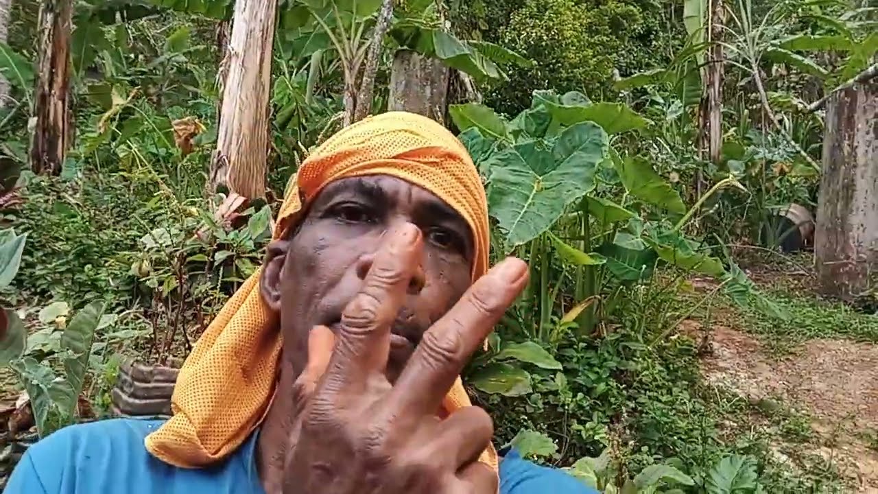 Come let us see if I will find any Irish Potato  🥔 in rural Jamaica 🇯🇲. 