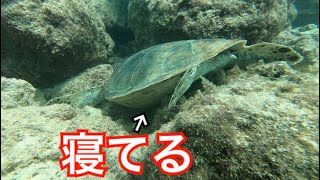 寝ているウミガメ。そっと起こしてみると・・・