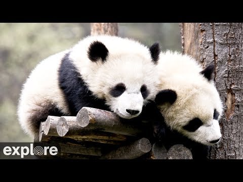 Wolong Grove Panda Cam powered by EXPLORE.org