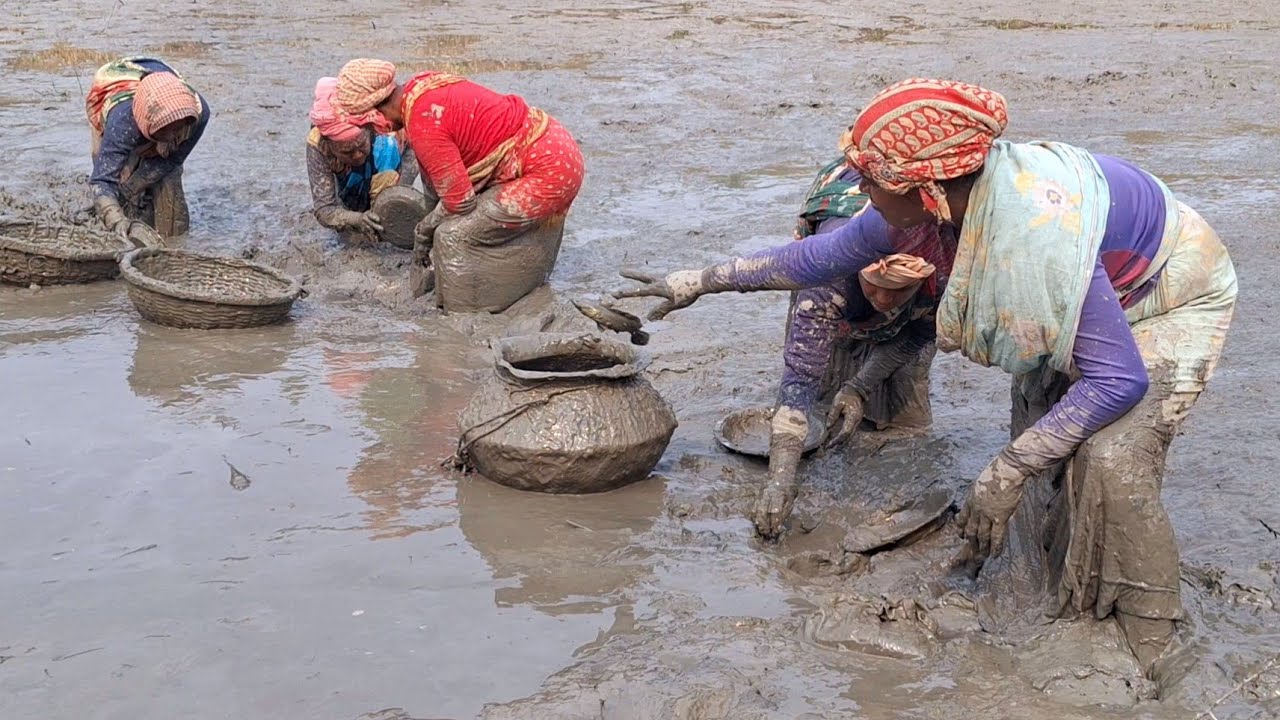 Amazing village women catching huge catfish & sholfish by hand in muddy water | Fish hunting