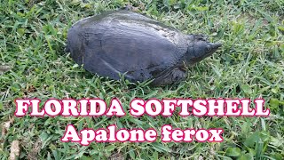 Fishing a Florida Softshell Turtle (𝘈𝘱𝘢𝘭𝘰𝘯𝘦 𝘧𝘦𝘳𝘰𝘹) out of the swimming pool | Bonus: rescuing a frog