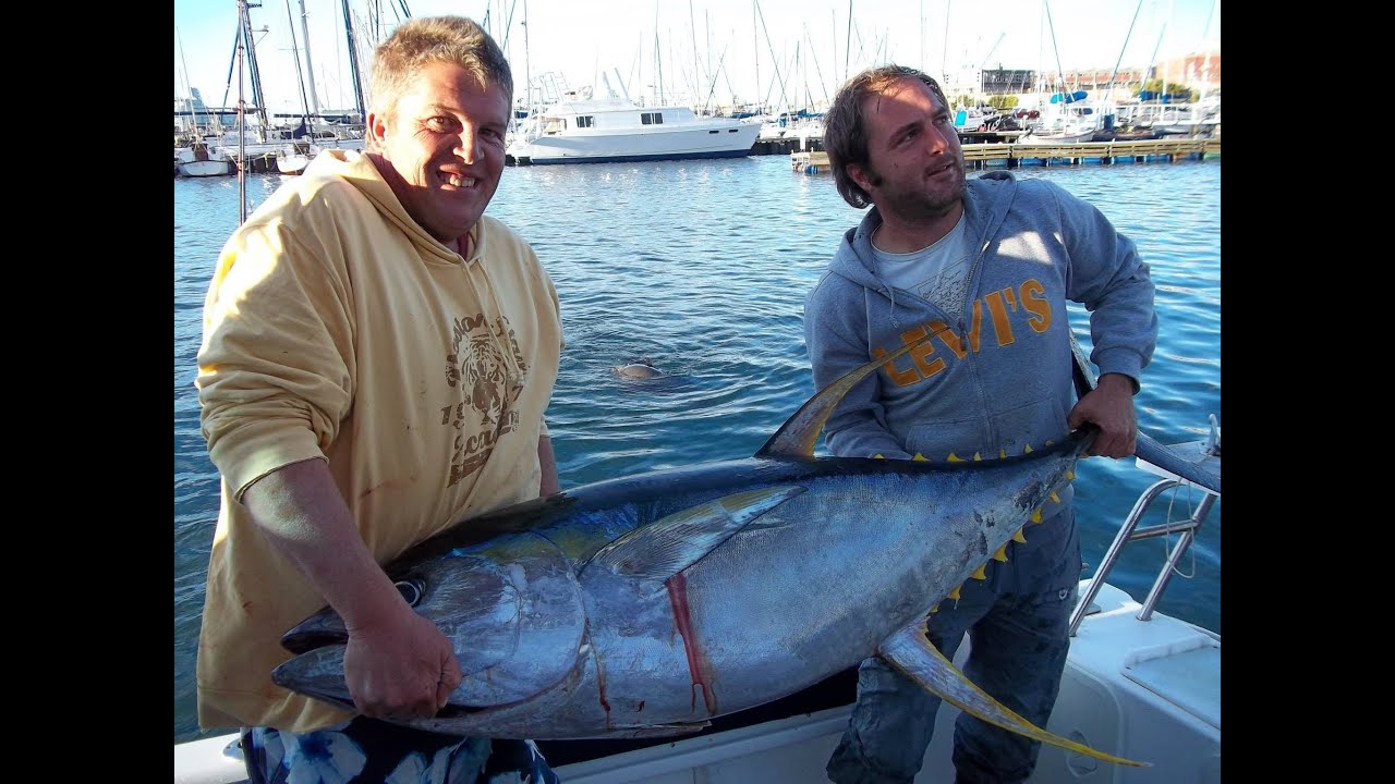 imagens impressionantes de atum e diferentes tipos de atum YouTube imagens impressionantes de atum e diferentes tipos de atum YouTube