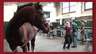 Forward Thinking: Cornell Veterinary Medicine