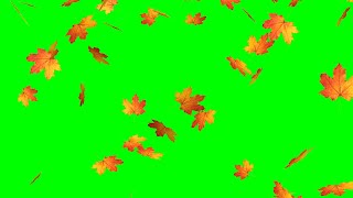 Green screen falling leaves effect Free download Autumn stock footage