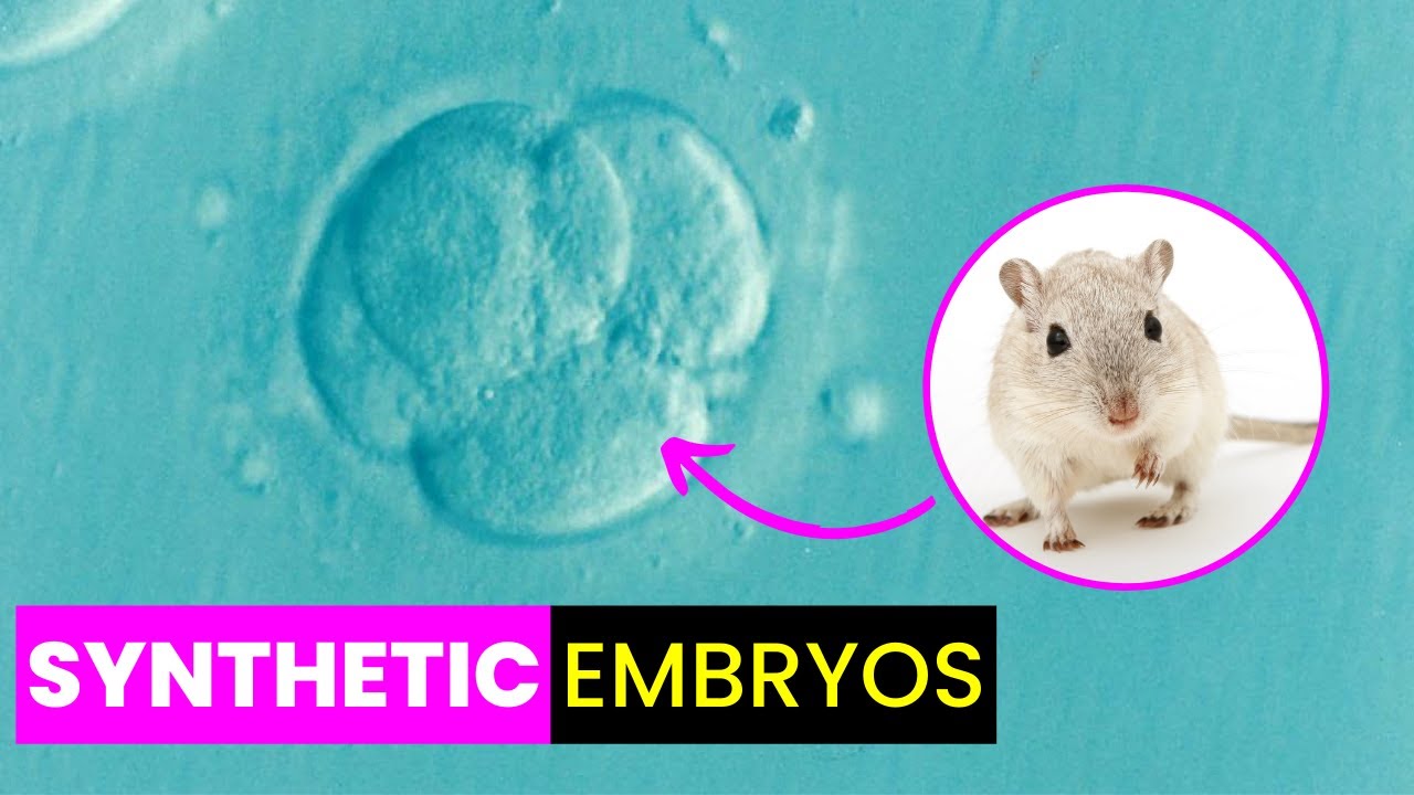 The World's First 'Synthetic Embryos' | Future Technology & Science News 209