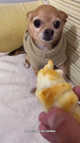 ANIMAIS ENGRAÇADOS  MEU CACHORRO COME TUDO CHECK #shorts #viral #humor