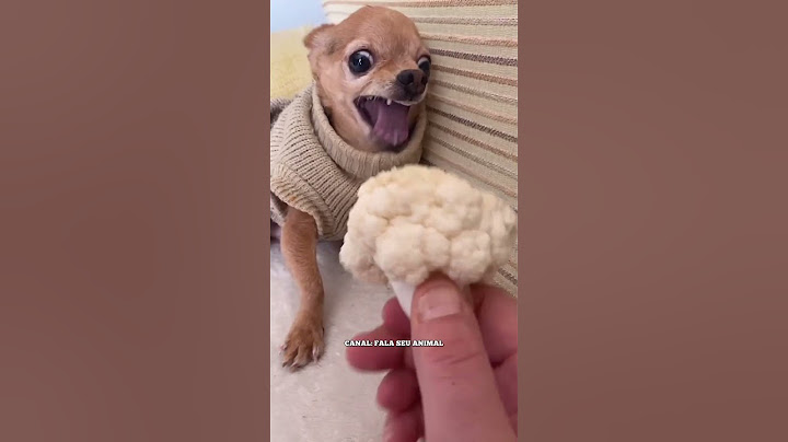 ANIMAIS ENGRAÇADOS  MEU CACHORRO COME TUDO CHECK #shorts #viral #humor