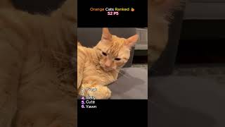 Orange Cats 🍊 Season 2 Part 5