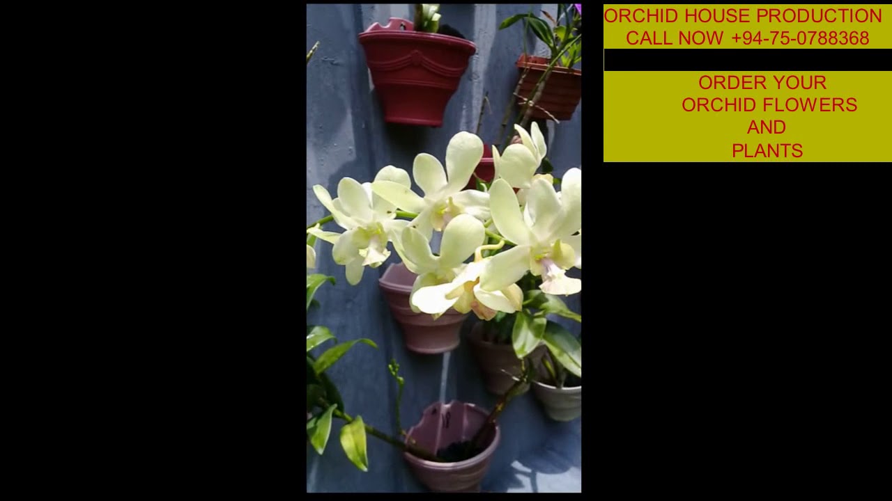 Orchid House Production(Introduction) 