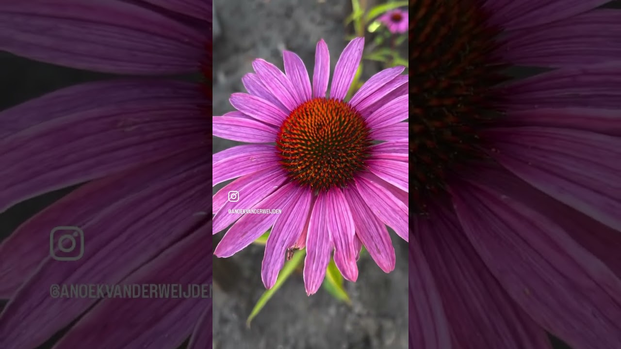 Wij kunnen gaan genieten van de zomer! De tuin is af ❤️ #vtwonen #tuin #tuininspiratie