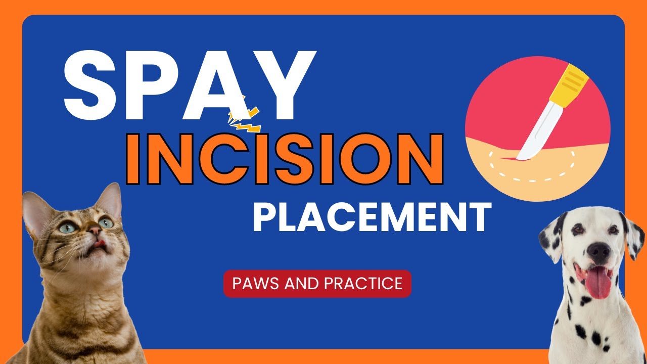 Spay Incision Size Incision Placement | Spay in Female Dogs and Cats | Paws and Practice ...