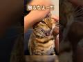 耳掃除を絶望的に嫌がるネコ #ベンガル #ルトロゼ #猫