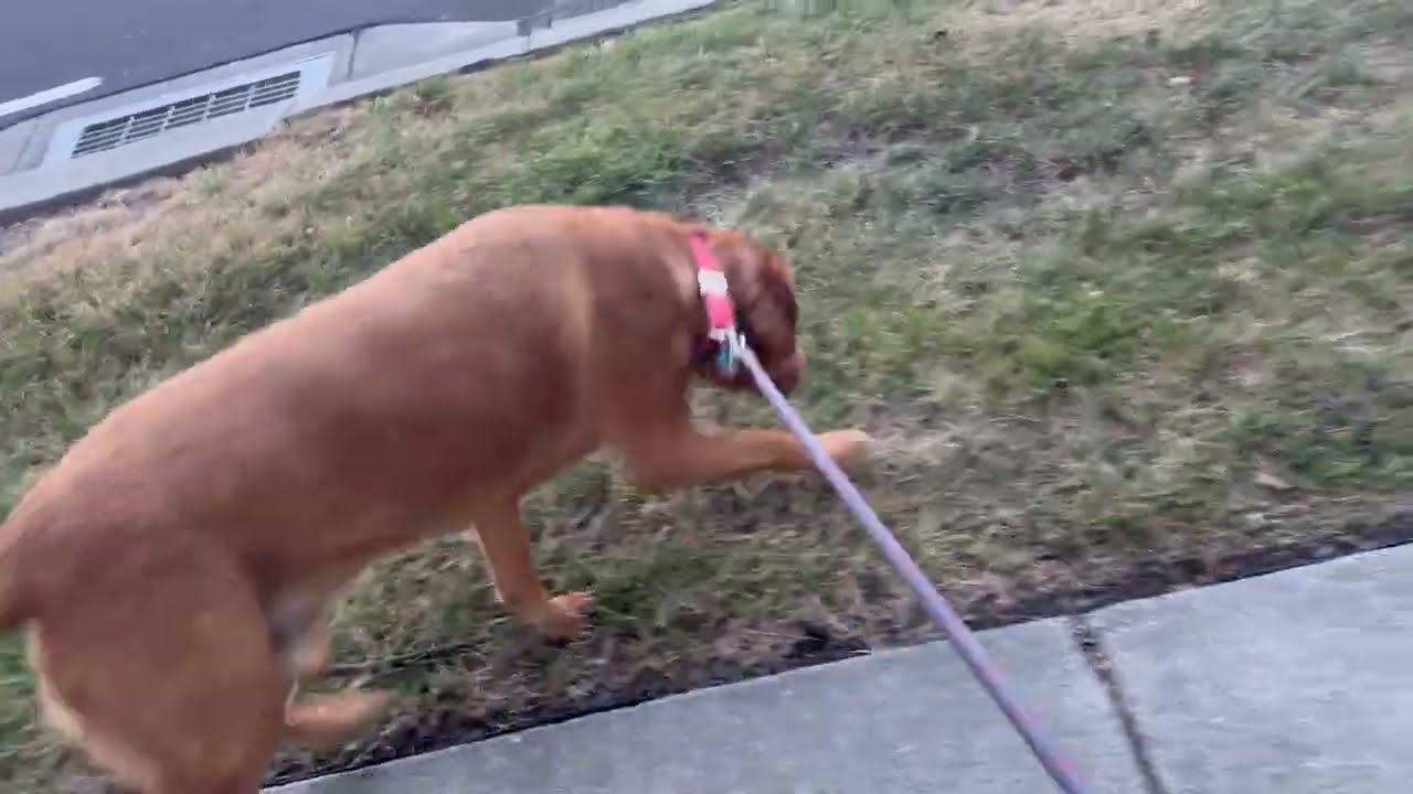 Play: Cody The Red Lab – Featured Video
