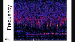 Unidentified Deep Sea Sounds - Upsweep 16X