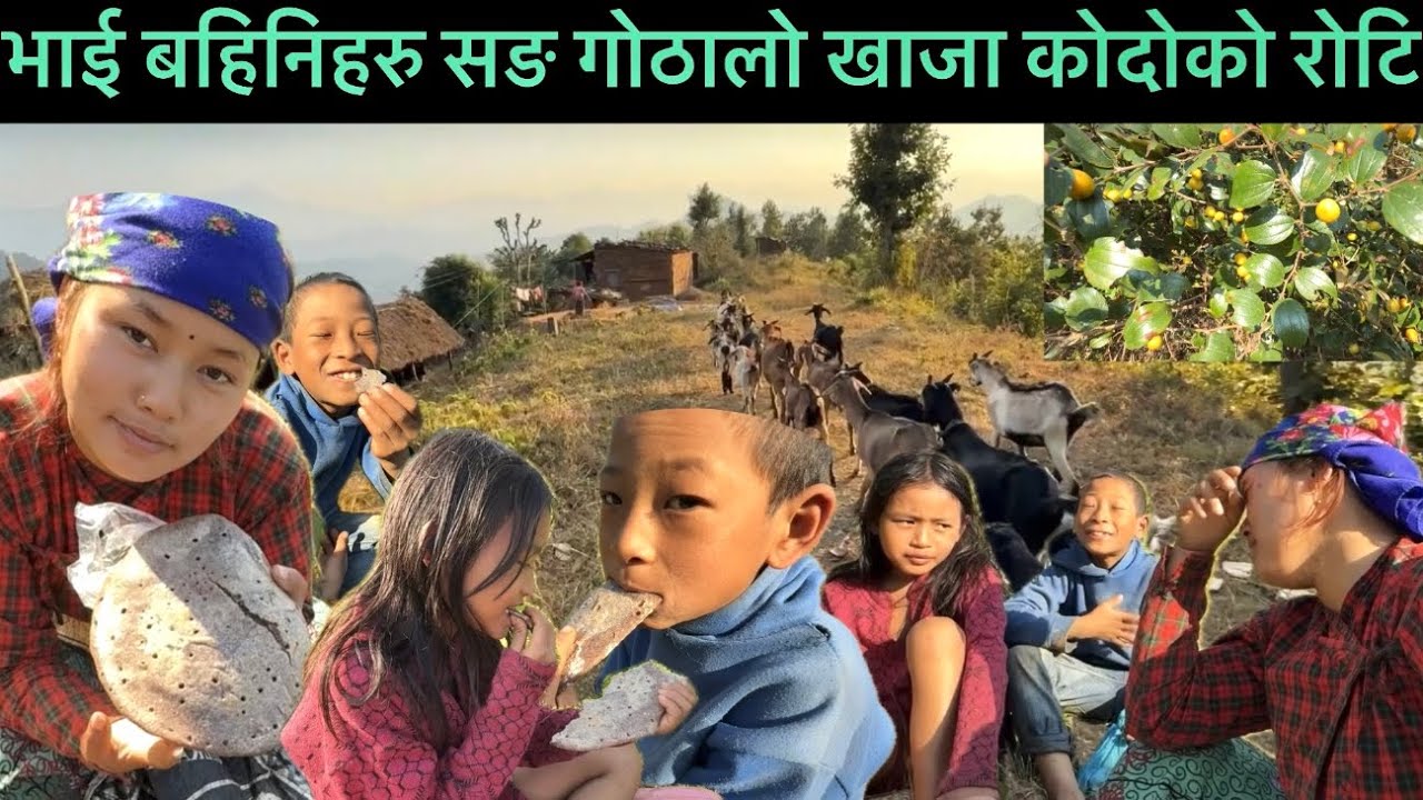 गोठालोमा खाजा कोदोको रोटि भाईबहिनिले नि मन पर्यो रोटि / village lifestyle / tanahun ghiring jaithumk