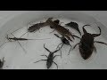 水生昆虫をガサガサしたよ タガメ 水カマキリ タイコウチ 日本の絶滅危惧種。
