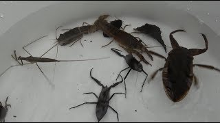 Lethocerus deyrollei Water mantis Water scorpion Japan's endangered species.
