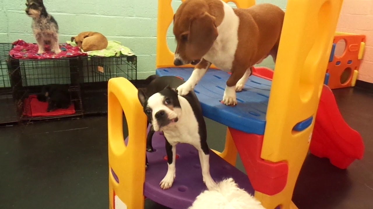 The Barking Lot 2/21/20 MAH00260 YouTube