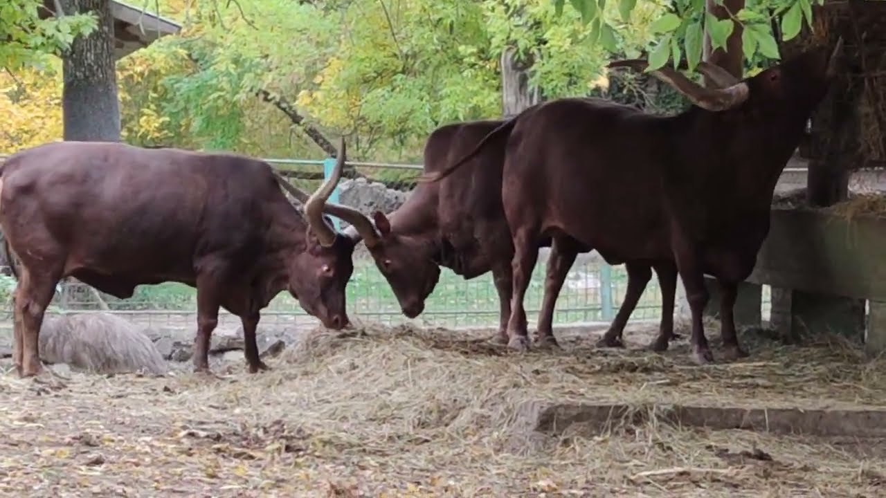 Palićki Zoo vrt – najlepši zoološki vrt u Srbiji !