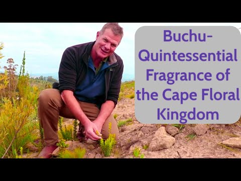Buchu -  Quintessential Fragrance of the Cape Floral Kingdom