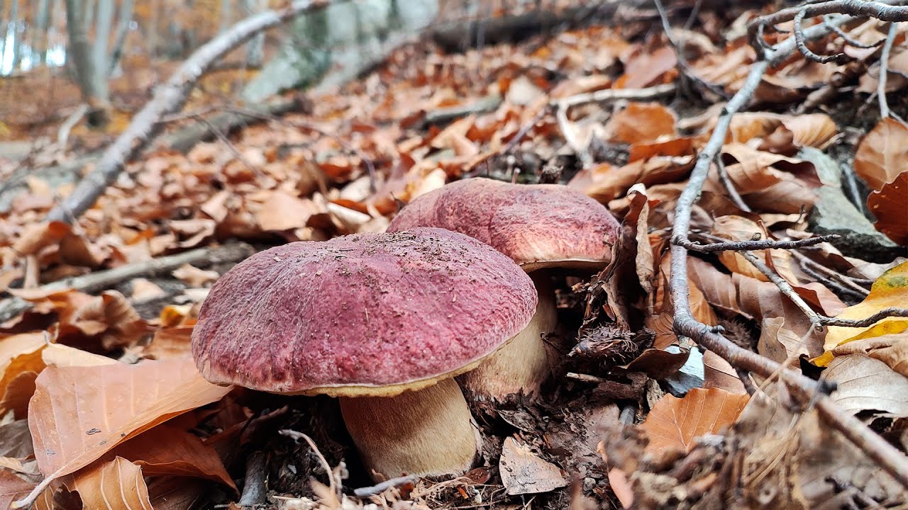 Знайшли гігантські бурі гриби гриби в листопаді!