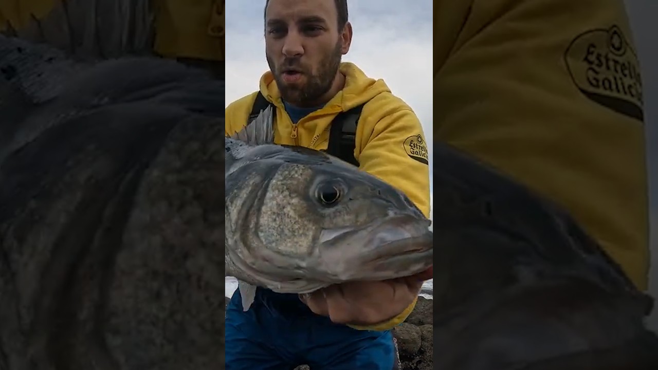 APRENDE A PESCAR LUBINAS a SPINNING #pesca #pescaspinning #pescadelubina