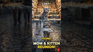 She Stole a Fish To Feed Her Hungry Kitten… 💔🐾