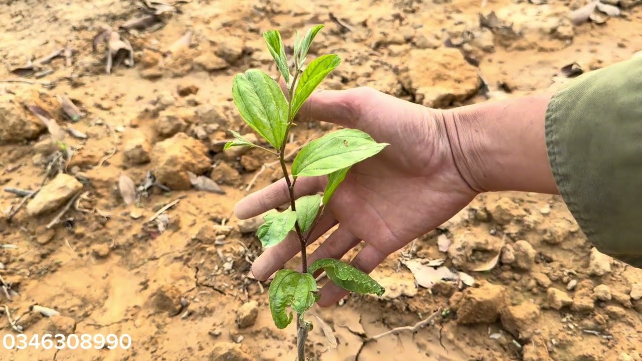 Chăm Sóc Cây Táo Mới Trồng Và Cây Táo Sau Cắt Cành