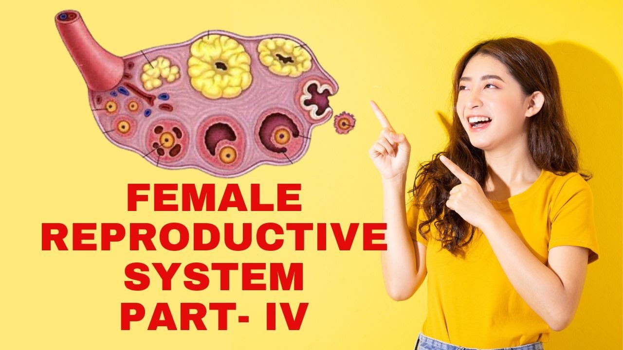 Female reproductive system Part - 4 | Structure of Ovary | external genitalia | Internal genitalia