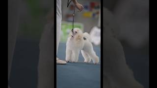 Stella’s first dog show @atxxsh.y #poodle #showdog #cutedog #puppy #poodlepuppies #dogshow