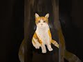 #shortvideo #cat #animals #catlovers #like #subscribe
