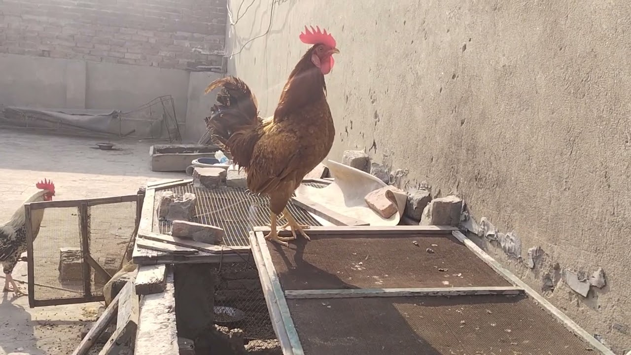 Hen vlogs /Murga ki azan 