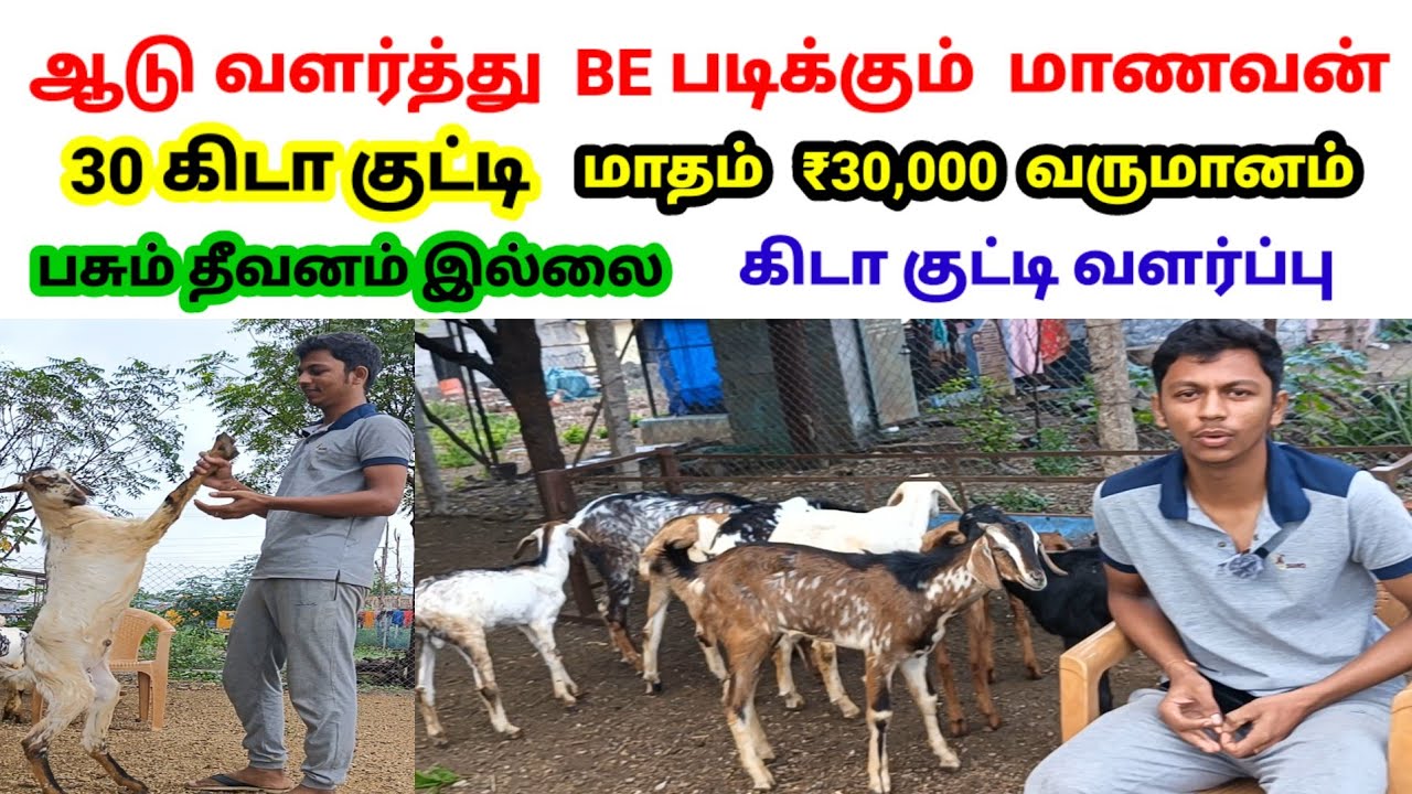 ஆடு வளர்த்து BE இஞ்சினியரிங் படிக்கும் மாணவன் / பசும் தீவனம் வேண்டாம் / @tamilvivasayi