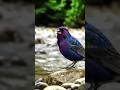 Gacor Total Suara Kenari Ini Jernih Peksi Rawi | Peksi Rawi | ViralContent KenariKicau fypindo #bird