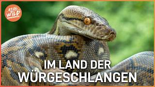 Im Land der Würgeschlangen: Floridas mutigste Pythonjäger im Sumpf