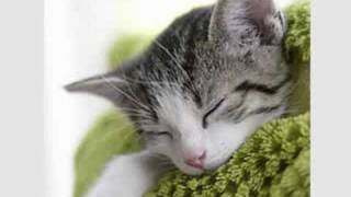 Beethoven for Cats! Create a Tranquil Cat Environment screenshot 3