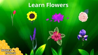 Flowers names | Learn Flowers | Types of flowers | Honey Bunch - kids
