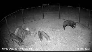 BIG DROP WITH CELLULAR HOG TRAP! HOG BROTHERS TRAPS