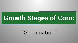 Growth Stages of Corn: Germination with Rachel Veenstra