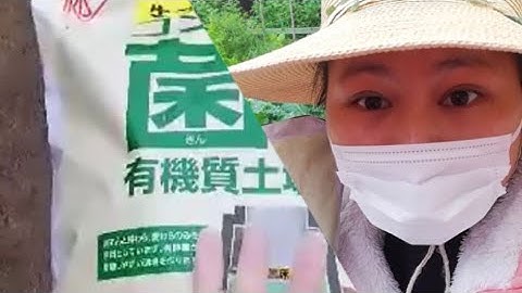 Hd |cải thiện đất và khử mùi rác thải trong thùng xốp土改良して箱の中の生ゴミの匂いを抑える#caithiendat