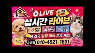 강아지분양 고양이분양💟실시간 라이브 상담💟전국이동분양가능  #강아지분양 #강아지 #고양이 #고양이분양 #추천 #dog #강아지입양 #라이브 #cat